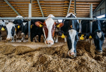 Aunque por años los ganaderos han privilegiado un mayor tamaño a la hora de elegir sus bovinos, hay mayores beneficios al tener vacas más pequeñas. Foto: informelitoral.com.ar vacas grandes son ineficientes
