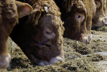 Los aditivos deben hacer parte de la dieta del ganado para complementar su nutrición y se refleje en la producción de carne y leche. Foto: es.allaboutfeed.net Ganado alimentándose