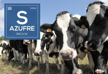 El experto desmiente aportes del azufre para bovinos y dice que no es tan bueno como se piensa. Foto: nutrimaxcr.com - facebook.com/Fluoder Desmintiendo aportes del azufre para bovinos