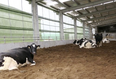 El sistema de camas de compost para vacas es un método de alojamiento para vacas lecheras que contribuye al manejo y al bienestar de los animales. Foto: campogalego.es camas de compost para vacas lecheras