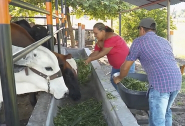 El aoporte institucional y la innovación fueron la base de su éxito. Foto: Captura de pantalla Familia beneficiaria de tierra y apoyo institucional con explotación ganadera