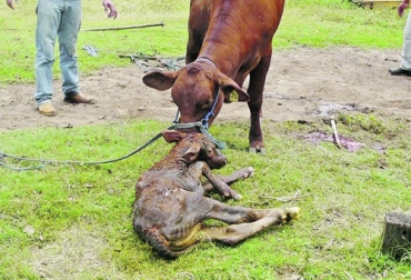 Existen causas ambientales de tipo físico, químico y biológico que causan malformaciones en los bovinos. Foto: abc.com.py Causas ambientales de las malformaciones en bovinos