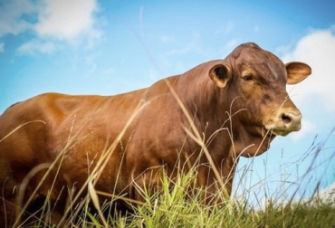 El crecimiento compensatorio es la capacidad de un bovino de recuperar su peso y características normales después de un periodo alimenticio difícil. Foto: zoovetesmipasion.com crecimiento compensatorio en ganado de carne