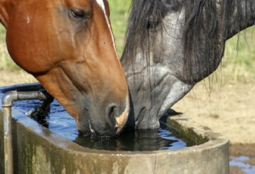 La cantidad de agua que deben beber los caballos depende de factores como el clima, peso, actividad a la que se dedican, alimentación, complexión, etc. Foto: ecuestre.es Agua para los caballos en el día