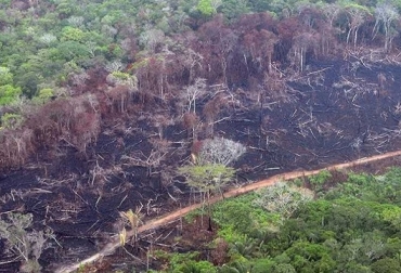El concepto de puntos activos de deforestación será la base para la restricción de la actividad ganadera y bufalina en áreas de Parques Nacionales Naturales. Foto: es.mongabay.com Deforestación