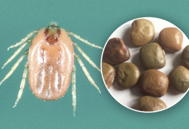 El extracto de algunas semillas como la jimaca, ayuda en la disminución de garrapatas en bovinos. Foto: magicgardenseeds.es - es.wikipedia.org Nueva alternativa para controlar las garrapatas en México