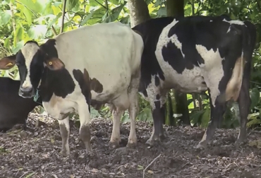 La finca La Ruidosa se caracteriza por estar certificada en ganadería A2A2 que le da un plus en el mercado. Foto: Captura de pantalla Vacas A2A2