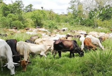 Científicos han argumentado durante mucho tiempo que es injusto poner las emisiones de metano del ganado al mismo nivel de las emisiones de los combustibles fósiles. Foto: reporte.humboldt.org.co ganaderia medio ambiente