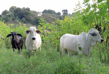 Un buen mantenimiento de las pasturas es fundamental para tener alimento de calidad para los animales todo el tiempo. Foto; elcolombiano.com Ganado en potrero