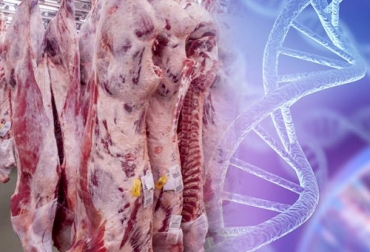 Los genes que codifican la calpaína y la calpastatina han sido evaluados como marcadores genéticos relacionados con la terneza de la carne. Foto: cienciauanl.uanl.mx - medlineplus.gov genes de la terneza de la carne