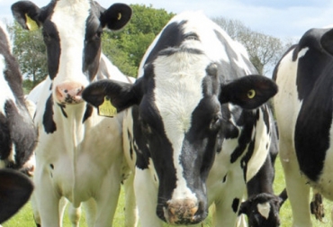 La tecnología juega un papel clave en temas como el bienestar animal y para ello se han desarrollado aplicaciones que permiten tener mejores resultados en el hato. Foto: consorciolechero.cl bienestar animal
