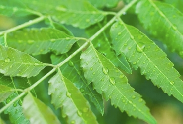 Estudios han demostrado que el humo de neem ayuda a contaminación bacteriana del aire. Foto: encolombia.com Humo de neem ayuda a contaminación bacteriana de aire