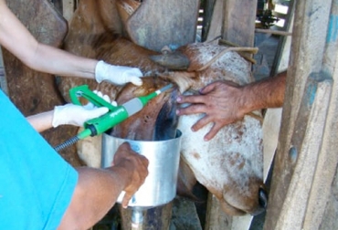 La aparición de síntomas clínicos de la otitis en bovinos genera una pérdida progresiva de peso. Foto: scielo.br Signos clínicos de la otitis bovina