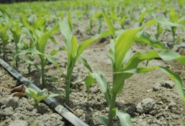 El sistema de riego que más le conviene depende de los requerimientos de cada productor y su tierra. Foto: elblogverde.com Sistema de riego que más le conviene