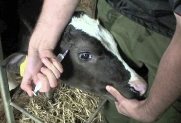 Anestesia para el descorne es necesario para un bienestar animal, por eso existen unas técnicas recomendadas por expertos. Foto: generalidadesdelaganaderiabovina.blogspot.com Anestesia para el descorne