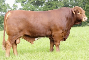 Expertos dicen que un toro puede preñar a tantas vacas como su edad. Foto: generalidadesdelaganaderiabovina.blogspot.com Vacas preñadas por un toro beefmaster