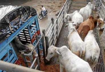Antes de enviar el ganado al frigorífico, usted debería aplicar algunas claves sobre cómo mover a los animales o escoger al transportador o el matadero. Foto: elcampesino.com transporte de ganado al frigorifico