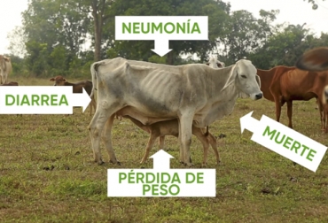 El ganado infectado con tuberculosis bovina presenta diferentes síntomas como pérdida de peso, diarrea y neumonía, entre otros. Foto: Captura de pantalla Ganado con síntomas de tuberculosis bovina