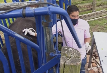 Por medio de la ultrasonografía el ganadero puede tener una mayor claridad sobre el marmoleo de la carne que produce su ganado. Foto: Captura de pantalla Prueba de ultrasonografía al ganado