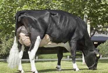 Un estudio realizado en México evaluó el efecto del color de pelaje sobre variables fisiológicas de ganado holstein en una ganadería de zona árida. Foto: co.pinterest.com vaca holstein de color negro