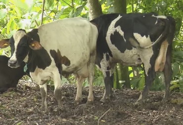 Con vacas de menor tamaño se puede lograr la misma producción y mejorar el resultado financiero del negocio. Foto: Captura de pantalla Vacas de talla media