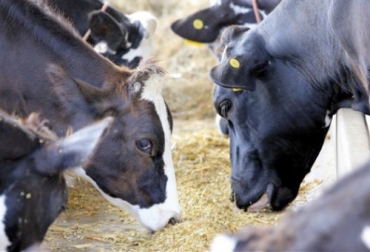La soya se utiliza para alimentar a vacas y cerdos, pero cuando no hay disponibilidad de este alimento, se pueden emplear otro tipo de insumos. Foto: perulactea.com alternativas a la soya