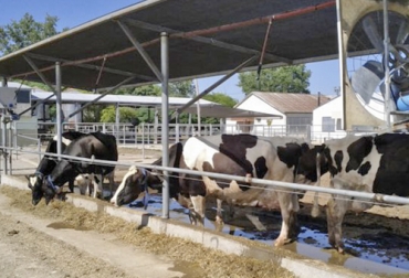 Los efectos negativos que produce el estrés térmico en vacas lecheras pueden persistir hasta 2 meses después de que disminuye la temperatura del ambiente. Foto: infocampo.com.ar recuperacion de los bovinos tras estres termico
