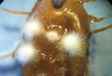 Con el uso de hongos patogénicos, investigadores uruguayos buscan efectuar un control biológico de las garrapatas en bovinos. Foto: ibem.bio.br Control Biológico de la Garrapata