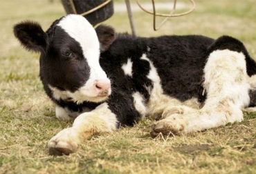 Conozca las acciones que puede implementar contra la neosporosis en sus bovinos, una enfermedad parasitaria causada por el protozoo Neospora caninum. Foto: conicet.gov.ar control neosporosis bovina
