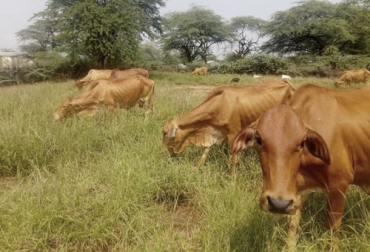 Esta guía para descartar animales en época de escasez es una sugerencia, pero contribuye a identificar cuáles animales deben salir primero del hato. Foto: grain.org descarte de animales por falta de forraje