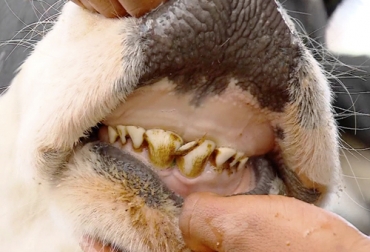 El desgaste de los dientes en bovinos puede revertirse con la ayuda de las prótesis dentarias. Foto: noticampo.com Evitar el desgaste de los dientes en bovinos