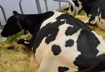 Una estrategia de manejo que permite tomar decisiones de forma anticipada es la detección o el diagnóstico temprano de la preñez en las vacas. Foto: bmeditores.mx diagnostico temprano de la preñez en vacas