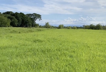 La Hacienda La Virginia cambió la ceba por la producción de heno a partir de pasto angletón, lo cual les ha dado buenos resultados de rentabilidad. Foto: Captura de pantalla Pradera establecida con pasto angleton