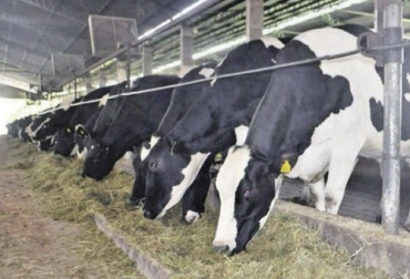 La empresa argentina Primia resalta que “llevar adelante una adecuada estrategia de alimentación será clave para acelerar el periodo de acostumbramiento y por lo tanto acortar el período de engorde, obteniéndose mejoras en la rentabilidad de la explotación”. Foto: actualidadganadera.com alimentacion en el periodo de acostumbramiento