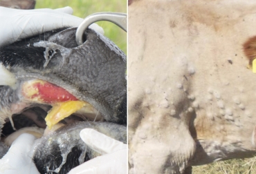 Ambas enfermedades, la fiebre aftosa y la dermatosis nodular contagiosa, han generado grandes afectaciones a ganaderías de países en Asia y África. Foto: cresa.cat - efsa.europa.eu fiebre aftosa y dermatosis nodular contagiosa