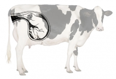 Es importante conocer la fisiología del parto en bovinos para así, entender que no es un simple proceso, sino que es toda una combinación de sucesos que se llevan a cabo hasta tener la expulsión del feto. Foto: ruminants.ceva.pro Fisiología del parto en bovinos