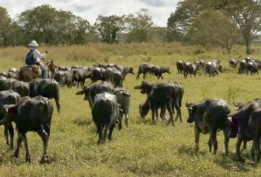 La trashumancia es una práctica común para alimentar al ganado en épocas de sequía o de inundaciones, en regiones como La Mojana. Foto: Captura de pantalla Trashumancia del ganado