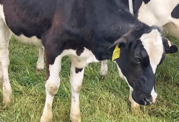La intoxicación por nitritos y nitratos se presenta por el consumo de pasto con altos niveles de nitrógeno que no se logran absorber. Foto: ganasal.com Ganado pastando