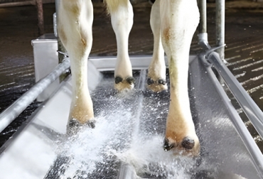 El experto dice que se debe cambiar la solución para el baño de pezuñas, de tal manera que no genere contaminantes. Foto: agriexpo.online Baño de pezuñas bovinas