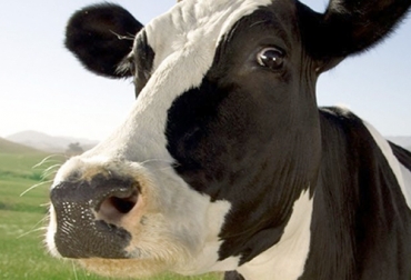 El gel a base de mocos de vaca promete ayudar al control de VIH y herpes en los seres humanos. Foto: tekcrispy.com Gel a base de mocos de vaca para VIH y herpes humanos