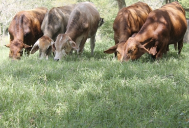 Entre los tips para de ceba de novillos está conocer la tierra en la que se produce y la capacidad de animales. Foto: ganaderiaproductivaymaslimpia.com - Jorge García Tips para ceba de novillos