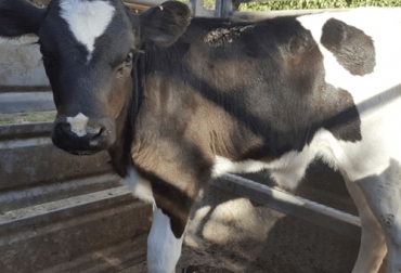 Entre las acciones para control integrado del nuche está el uso sistemático de algún producto químico de alta efectividad, baja toxicidad y fácil propagación. Foto: Captura de pantalla Acciones para control integrado del nuche