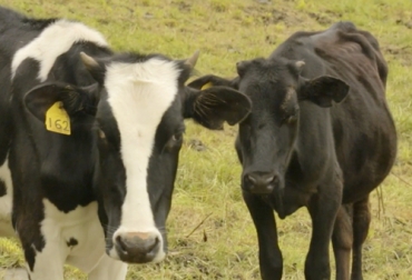 El carbunco y la estomatitis vesicular son dos enfermedades que afectan de manera importante al ganado reduciendo su producción y provocando incluso su muerte en algunos casos. Foto:Captura de pantalla Enfermedades en bovinos