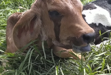 Los parásitos internos son un problema para el ganado porque reduce su rendimiento y baja la producción, por lo que se deben tomar las medidas necesarias. Foto: Captura de pantalla Ganado afectado por parásitos