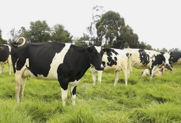 La paratuberculosis bovina y la leucosis son dos de las enfermedades que afectan al ganado y le pueden ocasionar la muerte. Foto: Captura de pantalla Ganado en potrero