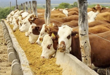 A la hora de acostumbrar al ganado a la nueva dieta, el rumen tiene que adaptarse a la nueva microflora y a las modificaciones de la estructura de la pared ruminal y del hígado. Foto: pregonagropecuario.com implicaciones periodo de acostumbramiento