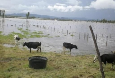 Entre las medidas a tomar en las fincas durante el invierno está el destete, ajuste de carga, plan sanitario, etc. Foto: ICA Medidas a tomar en las fincas durante el invierno