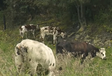 El ganado normando además de su calidad en la producción lechera también tiene grandes beneficios en su carne. Foto: Captura de pantalla Ganado normando