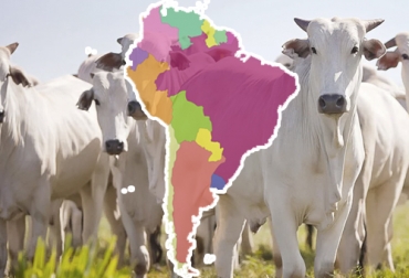 Suramérica como región ha logrado una cobertura de casi el 100 % en su lucha contra la aftosa. Foto: paho.org Ganado y mapa de Suramérica