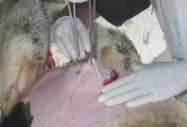 Uno de los tratamientos efectivos contra las hernias umbilicales de los bovinos es mediante el uso de mallas quirúrgicas. Foto: ganaderia.com Malla quirúrgica para tratamiento de hernias umbilicales